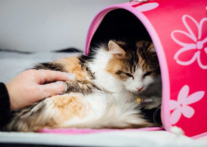 Enlever le stresse de votre chat, chien et autre animal familier avec le reiki
