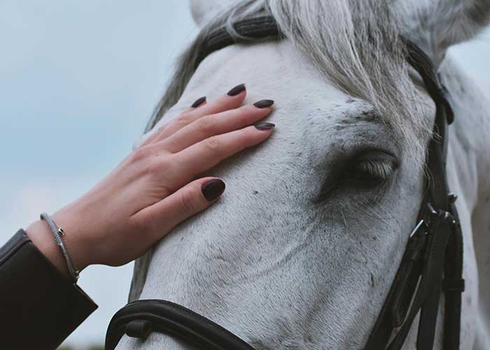 Le cheval aussi peut sentir le bien-être apporté par le Reïki.
